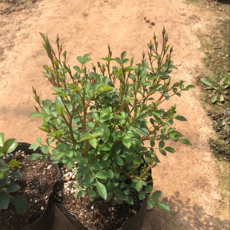 阳台盆栽植物天荷繁星月季花苗微型多花多头灌木玫瑰多季开花