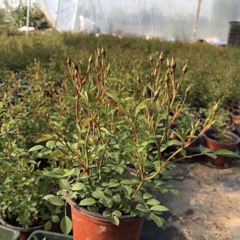 钻石多头玫瑰花盆栽四季开好养易货易爆盆开花机器阳台庭院