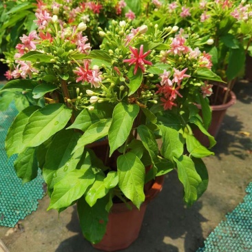 使君子盆栽花卉爬藤类植物红花使君子阳台庭院藤本绿植