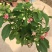 使君子盆栽花卉爬藤类植物红花使君子阳台庭院藤本绿植