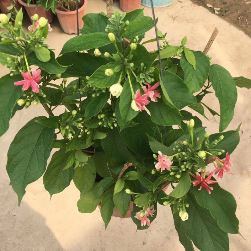 使君子盆栽花卉爬藤类植物红花使君子阳台庭院藤本绿植