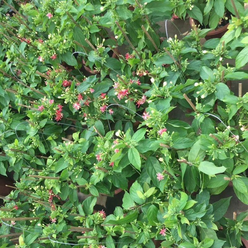 使君子盆栽花卉爬藤类植物红花使君子阳台庭院藤本绿植