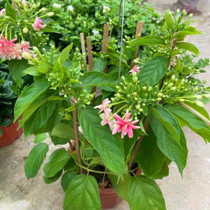 使君子盆栽花卉爬藤类植物红花使君子阳台庭院藤本绿植