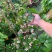 使君子盆栽花卉爬藤类植物红花使君子阳台庭院藤本绿植