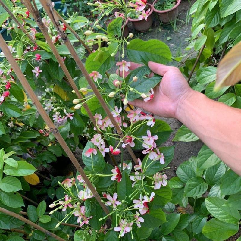 使君子盆栽花卉爬藤类植物红花使君子阳台庭院藤本绿植
