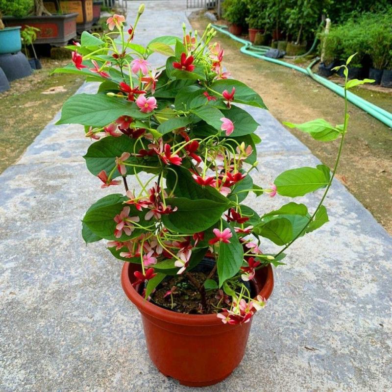 使君子盆栽花卉爬藤类植物红花使君子阳台庭院藤本绿植