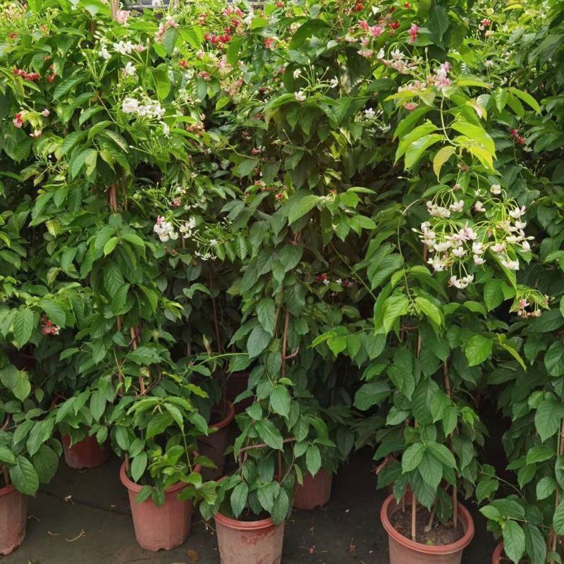 使君子盆栽花卉爬藤类植物红花使君子阳台庭院藤本绿植