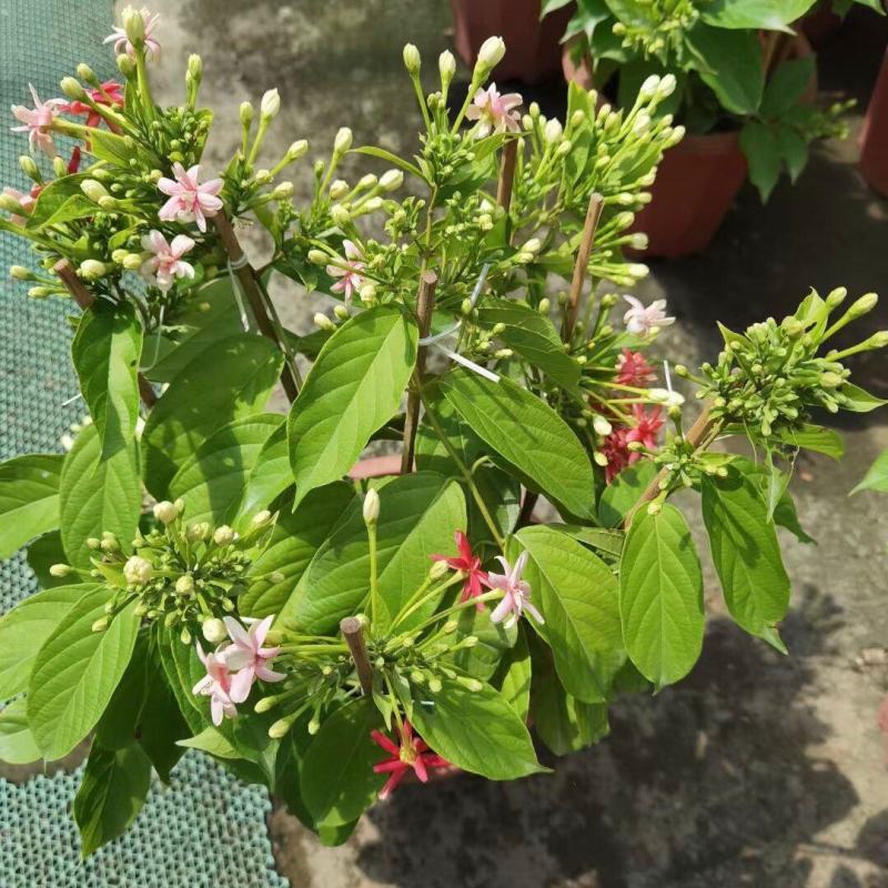 使君子盆栽花卉爬藤类植物红花使君子阳台庭院藤本绿植