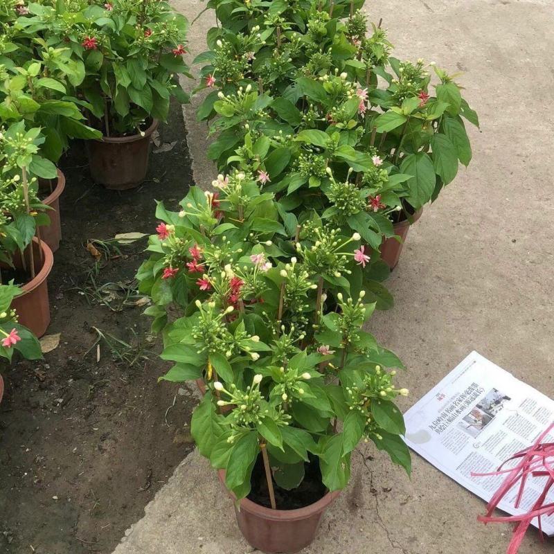 使君子盆栽花卉爬藤类植物红花使君子阳台庭院藤本绿植