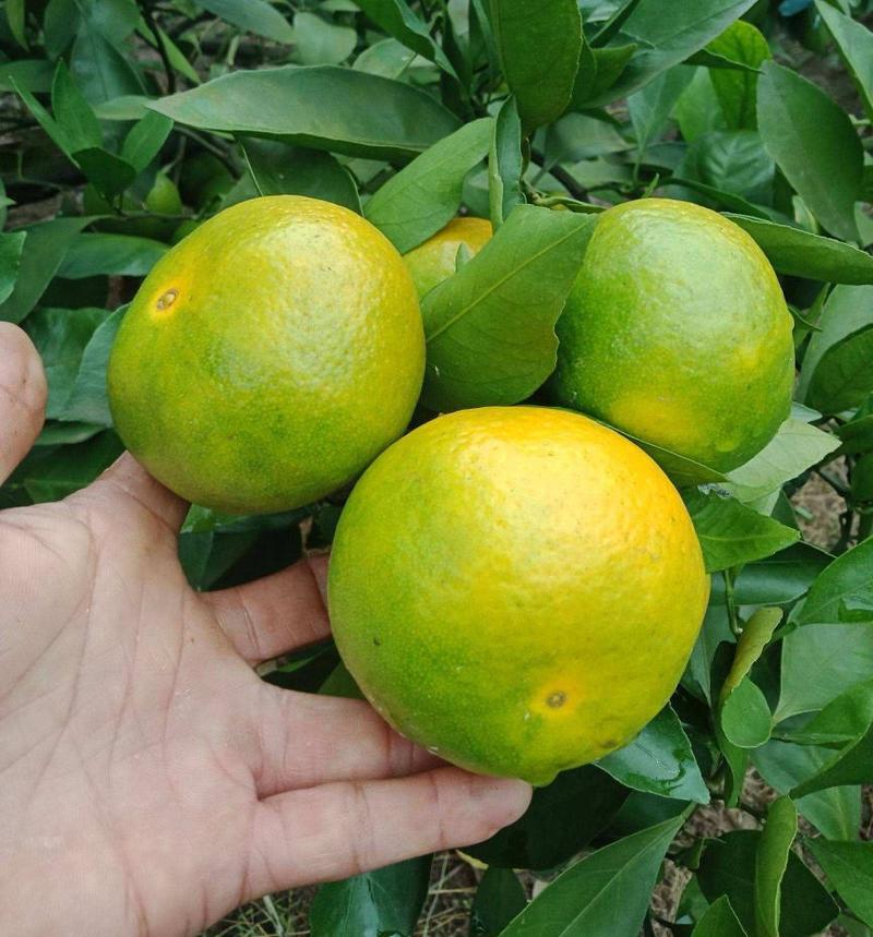 四川柑桔【普早蜜橘】颜色黄大批量供应提供一条龙服务
