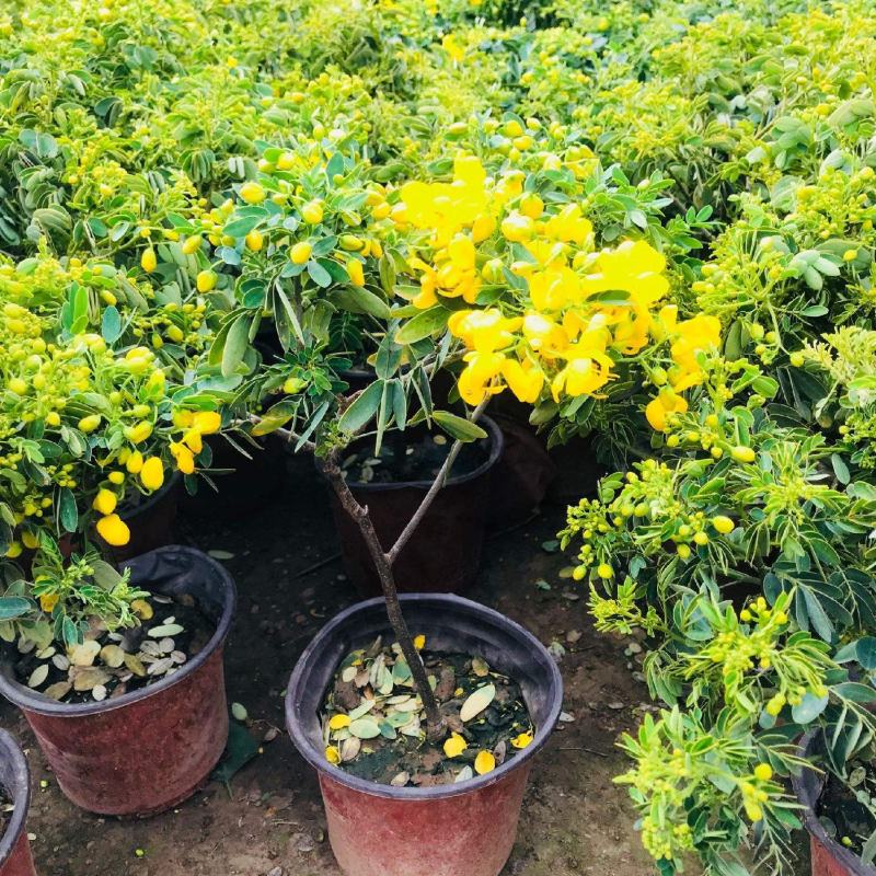 黄金梅大苗盆栽多花耐寒四季植物阳台庭院露天室外冬季开花
