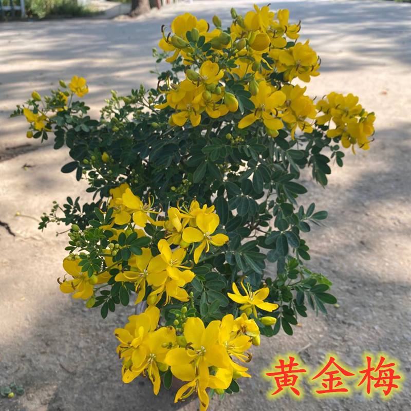 黄金梅大苗盆栽多花耐寒四季植物阳台庭院露天室外冬季开花