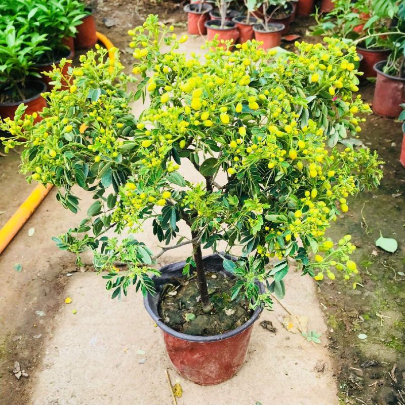 黄金梅大苗盆栽多花耐寒四季植物阳台庭院露天室外冬季开花