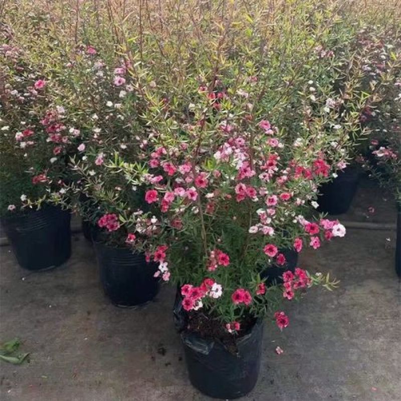松红梅树苗盆栽带花苞一树多色花开不断四季常青耐寒室外庭院
