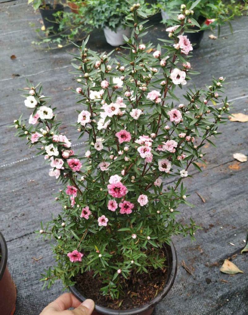 松红梅树苗盆栽带花苞一树多色花开不断四季常青耐寒室外庭院
