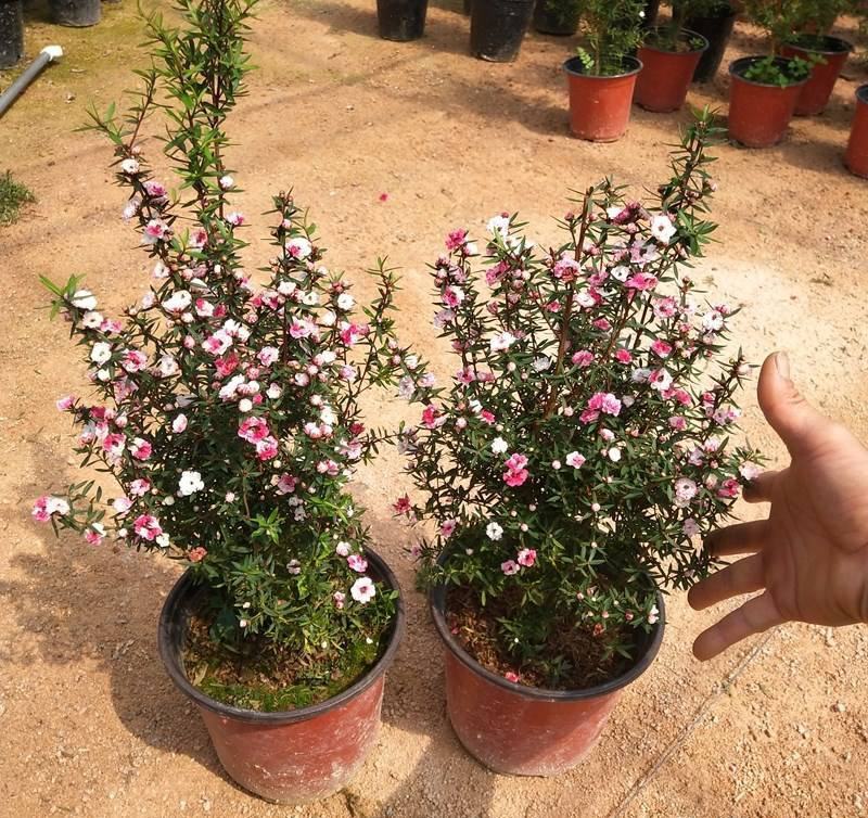 松红梅树苗盆栽带花苞一树多色花开不断四季常青耐寒室外庭院