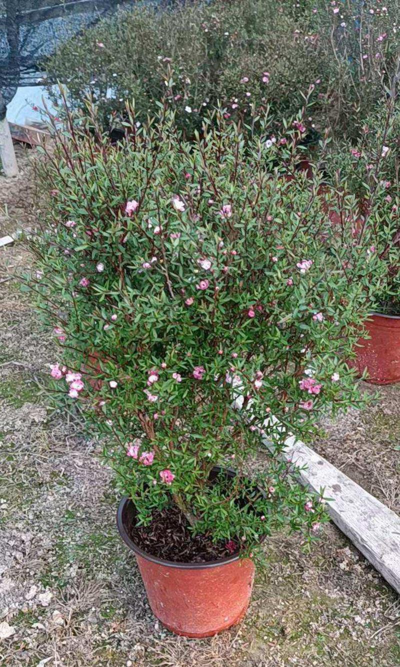 松红梅树苗盆栽带花苞一树多色花开不断四季常青耐寒室外庭院