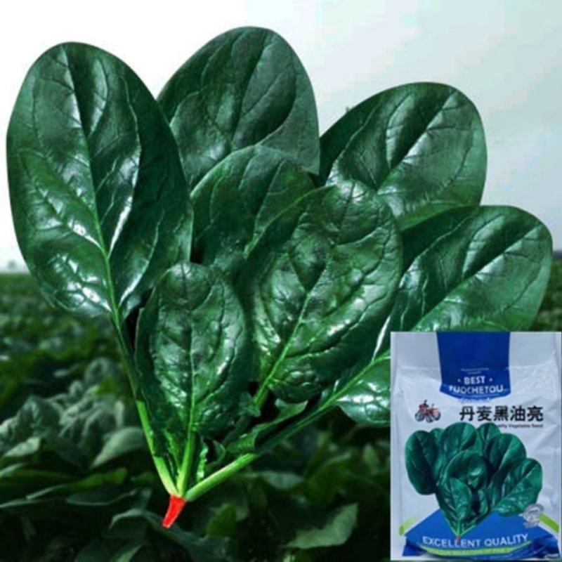 丹麦黑油亮菠菜种子，5斤