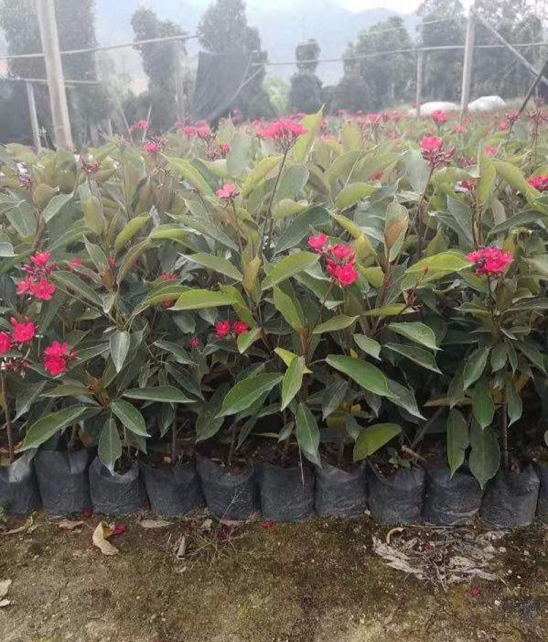 琴叶珊瑚花卉盆栽四季不断开花庭院阳台窗台户外四季开花带花