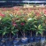 琴叶珊瑚花卉盆栽四季不断开花庭院阳台窗台户外四季开花带花