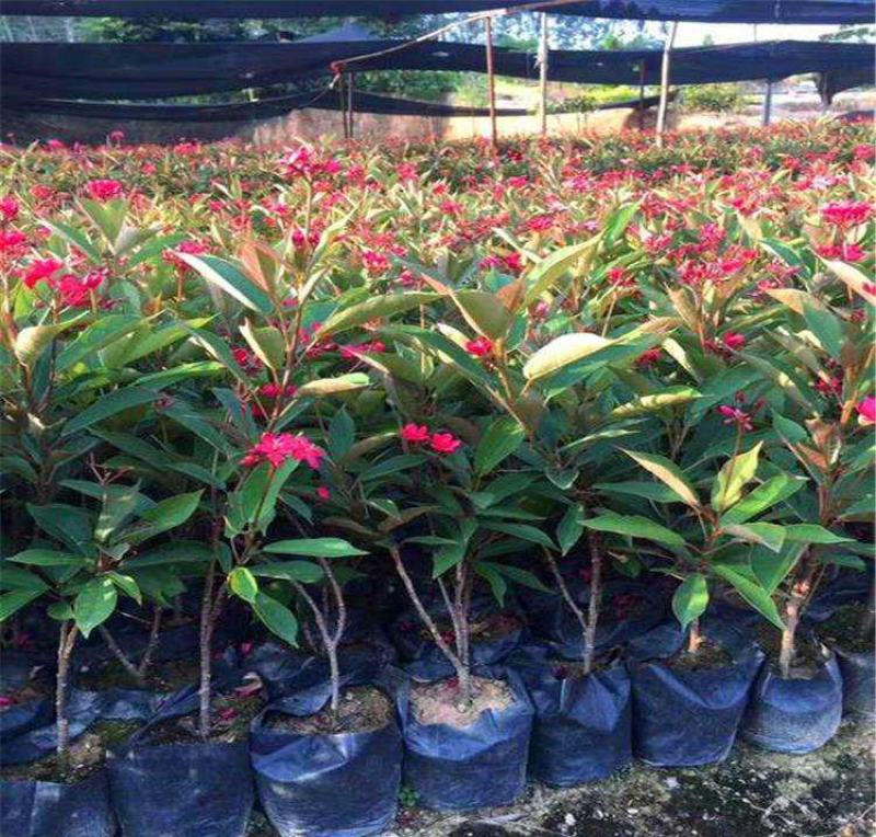 琴叶珊瑚花卉盆栽四季不断开花庭院阳台窗台户外四季开花带花