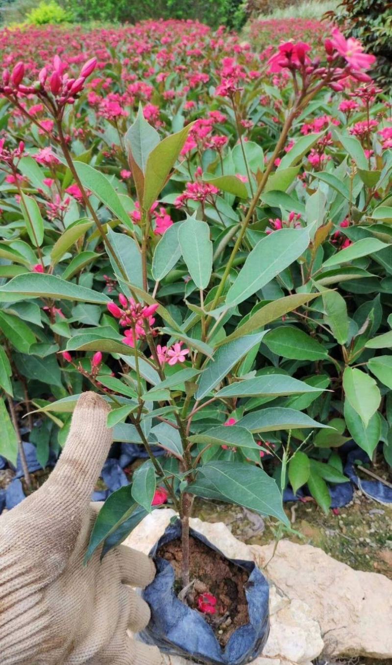 琴叶珊瑚花卉盆栽四季不断开花庭院阳台窗台户外四季开花带花
