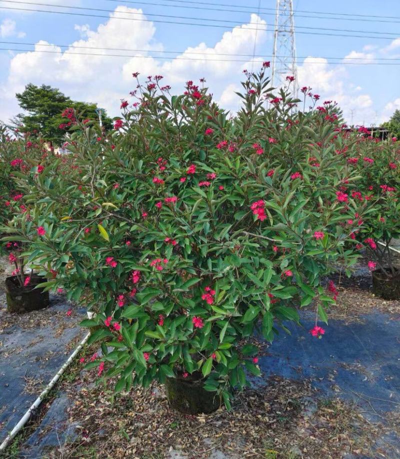 琴叶珊瑚花卉盆栽四季不断开花庭院阳台窗台户外四季开花带花