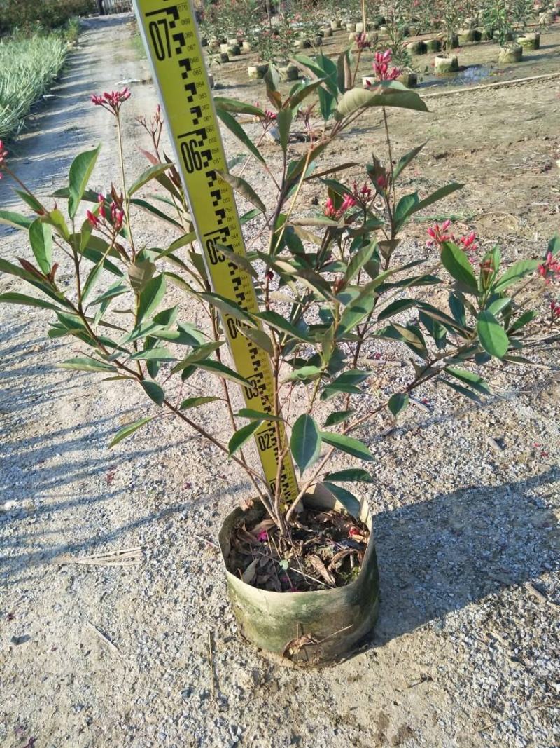 琴叶珊瑚花卉盆栽四季不断开花庭院阳台窗台户外四季开花带花