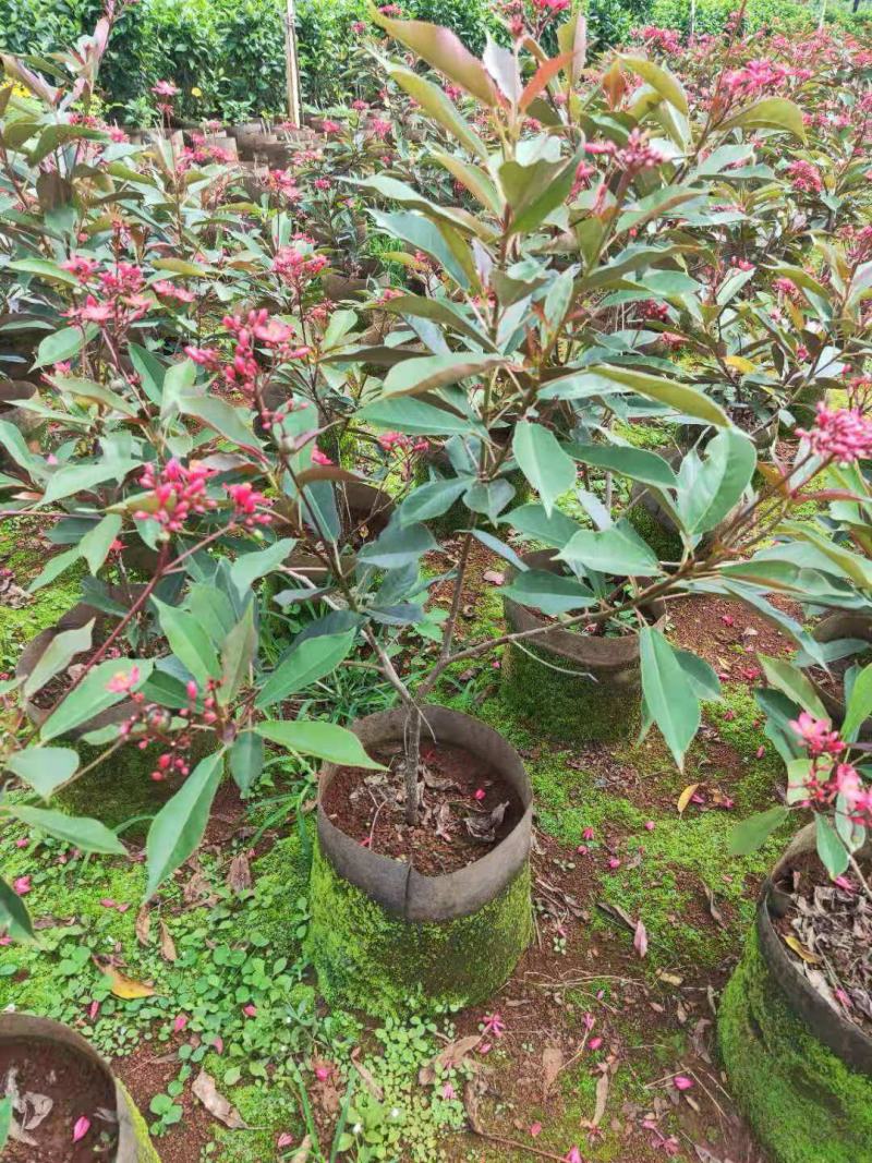 琴叶珊瑚花卉盆栽四季不断开花庭院阳台窗台户外四季开花带花