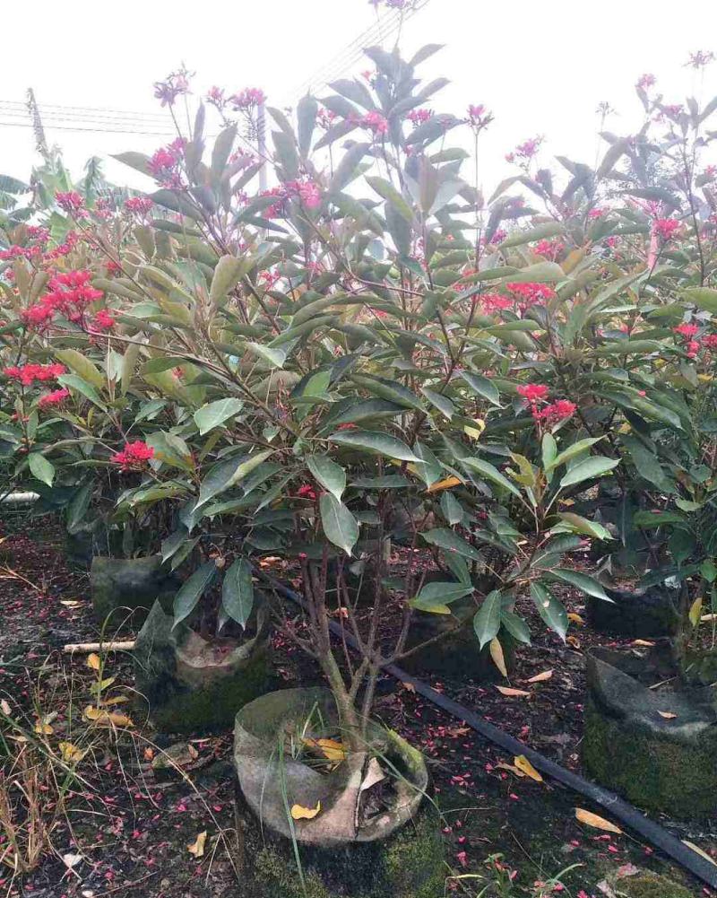 琴叶珊瑚花卉盆栽四季不断开花庭院阳台窗台户外四季开花带花