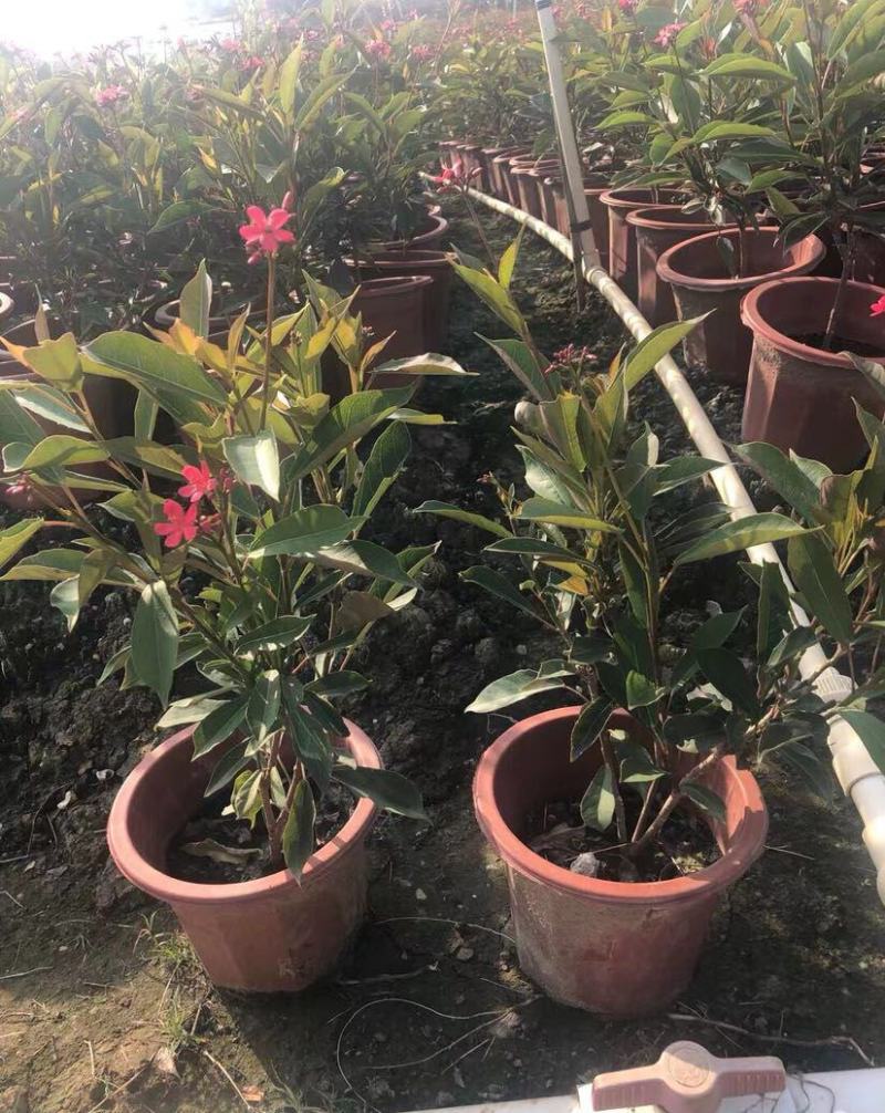 琴叶珊瑚花卉盆栽四季不断开花庭院阳台窗台户外四季开花带花