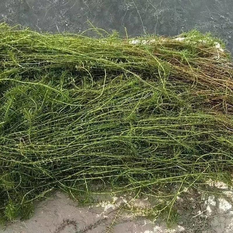 伊乐藻（它属于一种养殖虾蟹的冷水草，也是虾蟹饵料）