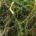 伊乐藻（它属于一种养殖虾蟹的冷水草，也是虾蟹饵料）