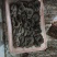 【平菇】中叶黑平菇质量保证产地直发大量现货供应