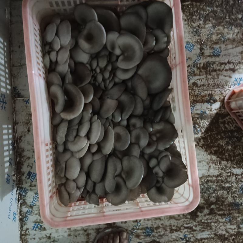 【平菇】中叶黑平菇质量保证产地直发大量现货供应