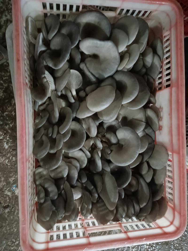 【平菇】中叶黑平菇质量保证产地直发大量现货供应