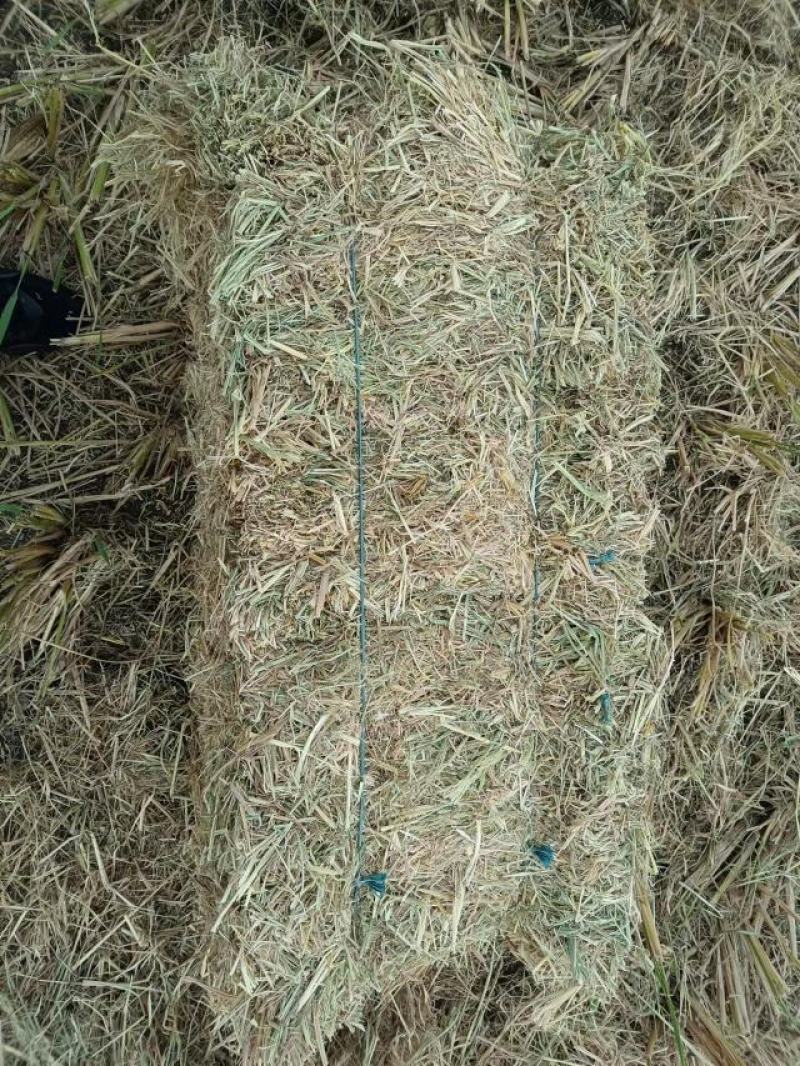 2022新稻草牛草小方包，新草幽香，牛羊爱尝