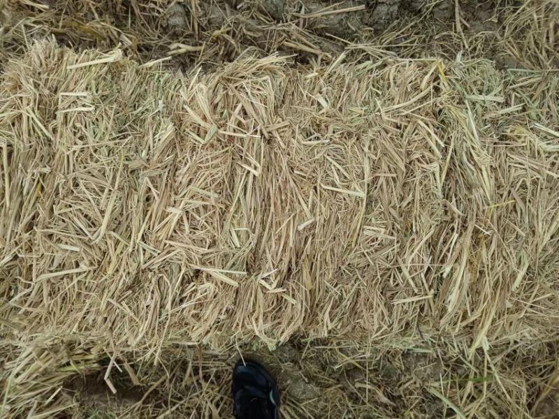 2022新稻草牛草小方包，新草幽香，牛羊爱尝