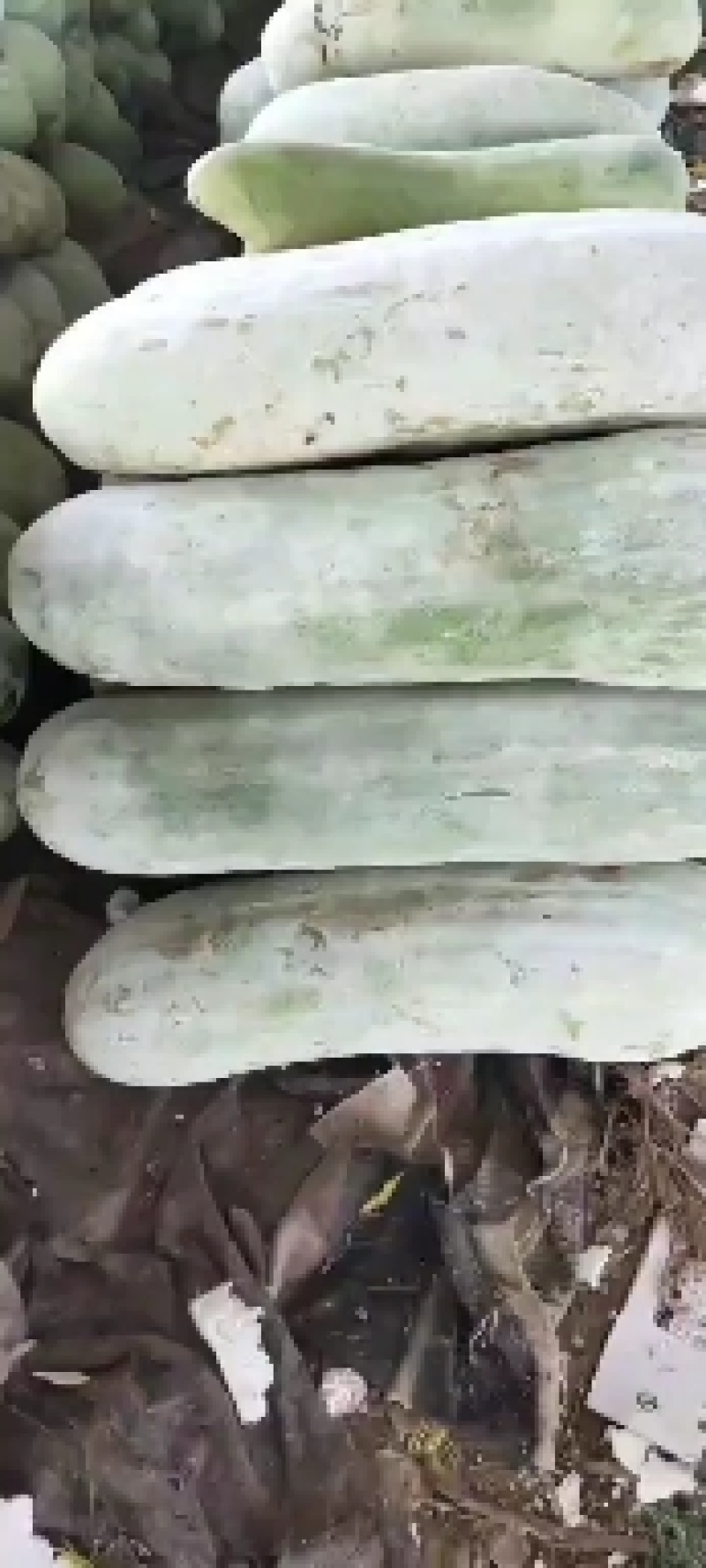 山东济宁白冬瓜，冬瓜，产地直发，诚信经营商超对接