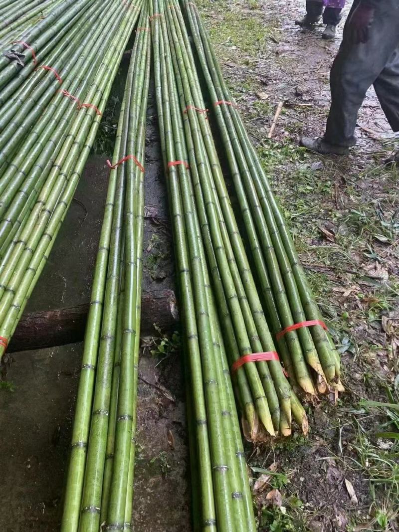 金竹各类菜架竹，全国发货，产地一手货源，诚信经营。量大