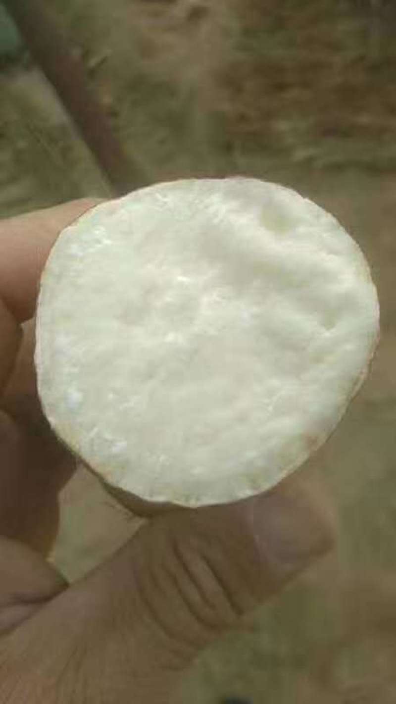 精品哈密、冰糖心红薯千亩种植基地，产地直发品质保证！