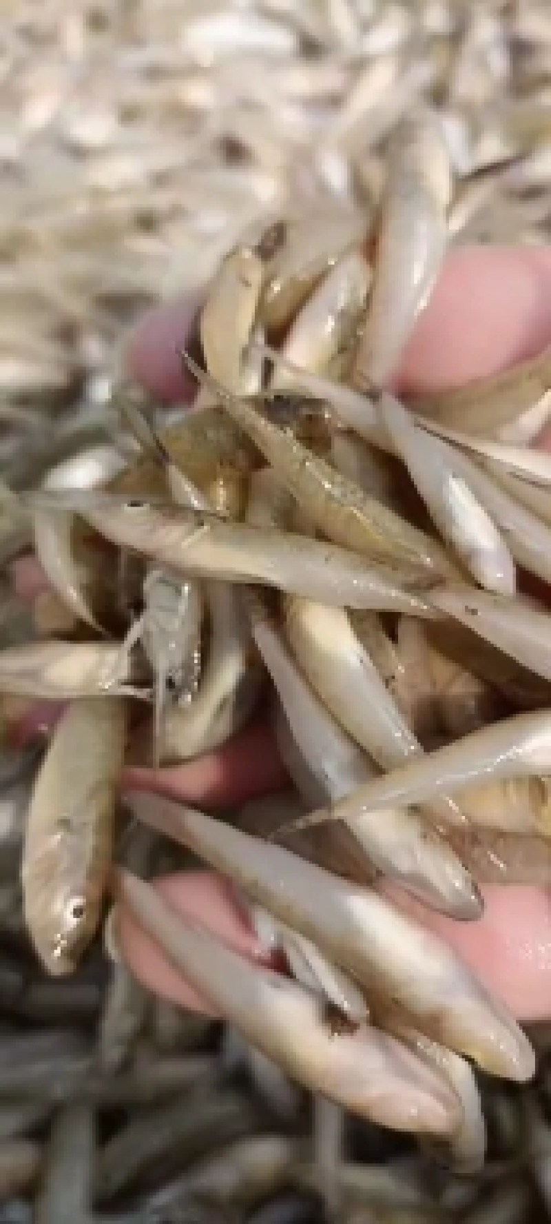 单冻小黄鱼