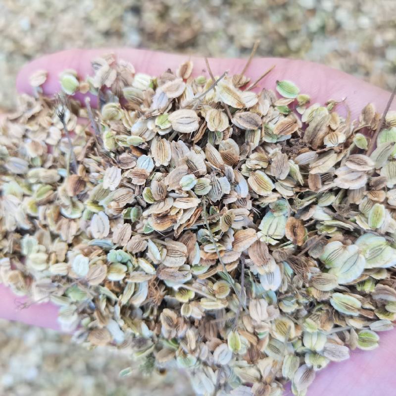 白芷种子，纯新二年生移栽白芷种子，分批采收，质量纯正