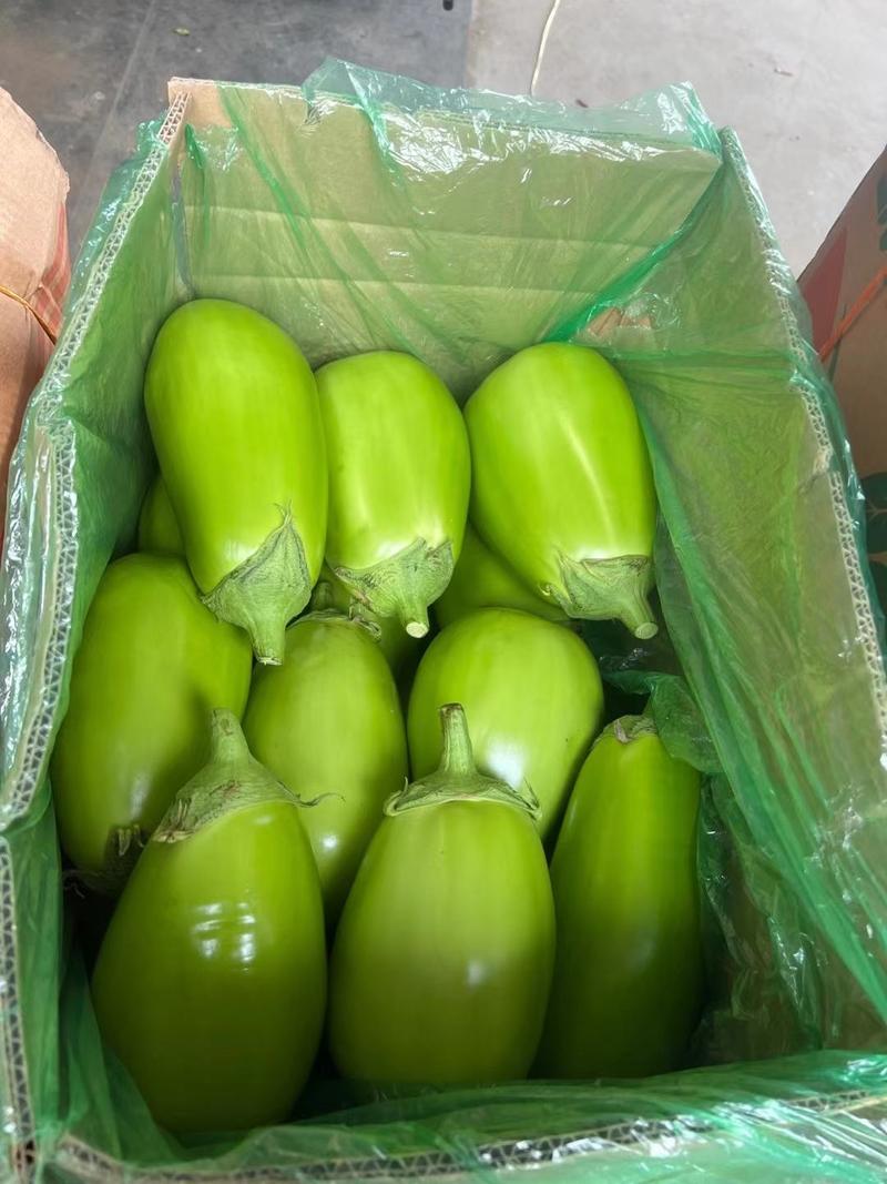 【青茄】海城青茄茄子大量供应对接各大市场电商
