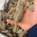 【乌天麻】云南乌天麻5个一斤乌天麻多规格可选包邮