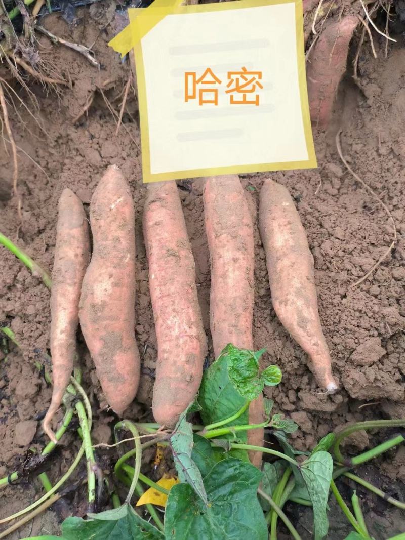 红薯，西瓜红，龙薯九，烟薯，哈密大量上市了量大优惠