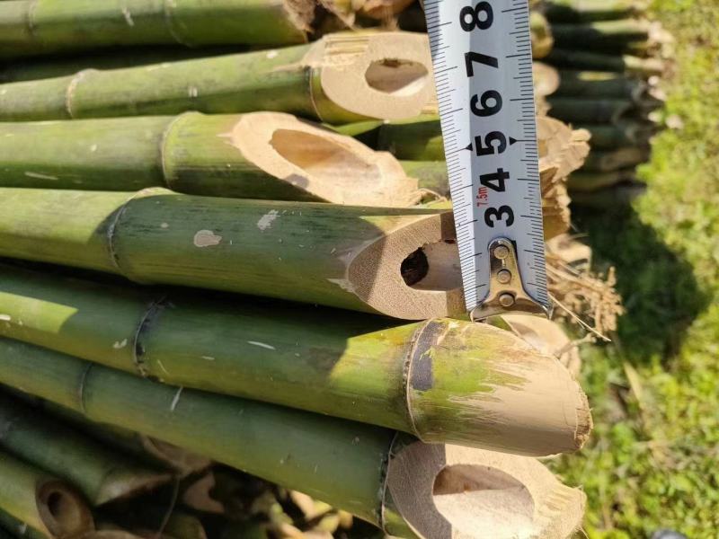 金竹，菜价竹产地一手货源，价格优惠，诚信经营