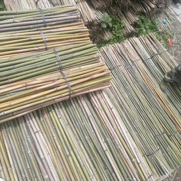 金竹，菜价竹产地一手货源，价格优惠，诚信经营