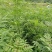 黄柏苗，黄柏小苗，货真价实，保质保量诚信经营欢迎基地考察