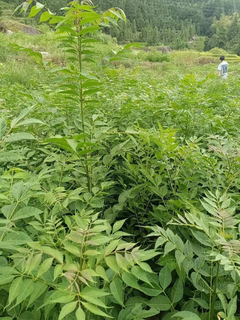 黄柏苗，黄柏小苗，货真价实，保质保量诚信经营欢迎基地考察